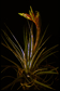Tillandsia botterii